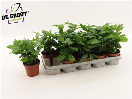 <h4>Coffea Arabica</h4>