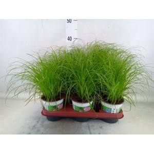 Cyperus alternifolius 'Zumula'