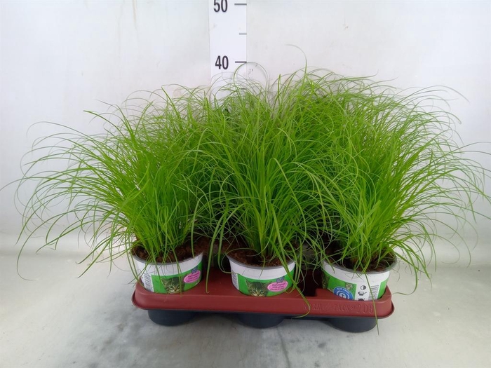 <h4>Cyperus alternifolius 'Zumula'</h4>