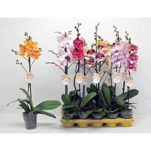 PHAL GEM 10 KL
