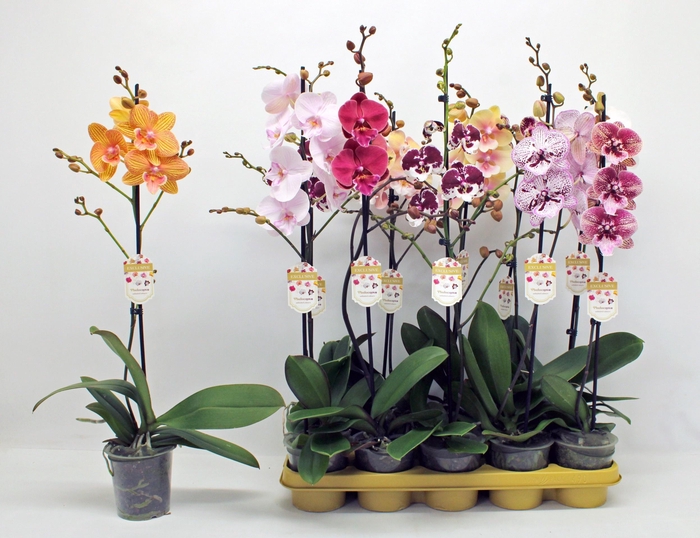PHAL GEM 10 KL