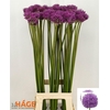 Allium Gladiator