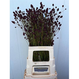 Sanguisorba Officinalis Winsen