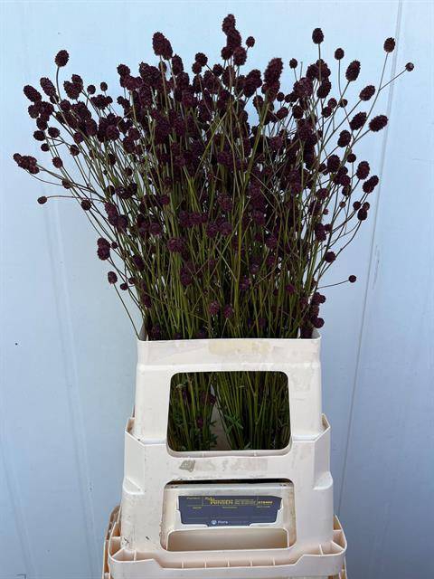 <h4>Sanguisorba Officinalis Winsen</h4>