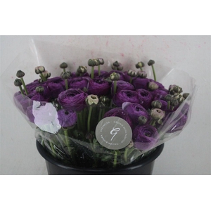 Ran Cloni Sup Nonno Antonio Parmela