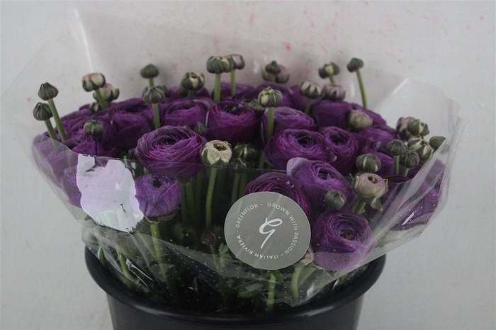 <h4>Ran Cloni Sup Nonno Antonio Parmela</h4>