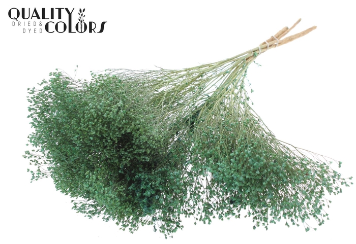 <h4>Droogbloemen   ...bewerkt H%</h4>