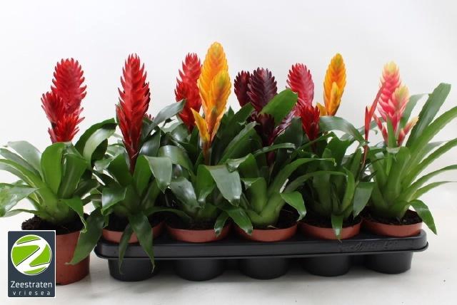 <h4>VRIES GEM 5 SRT</h4>