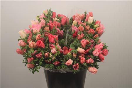 <h4>Anemone Fr. Barbie</h4>