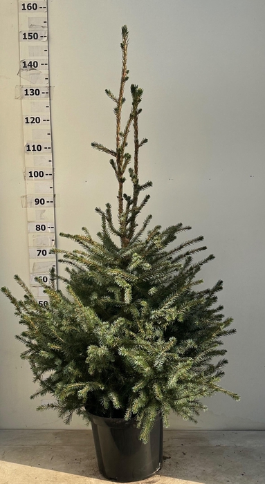 <h4>PICEA OMORIKA</h4>