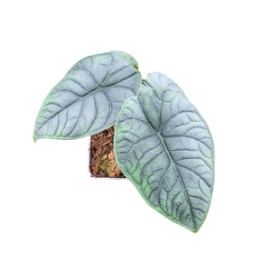 Alocasia