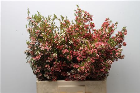 <h4>Chamelauc Sweet 16</h4>