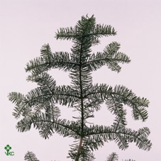 Abies Nobilis takken 5x 1 kg