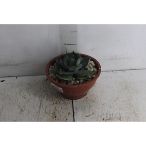 AGAVE PARRYI C18