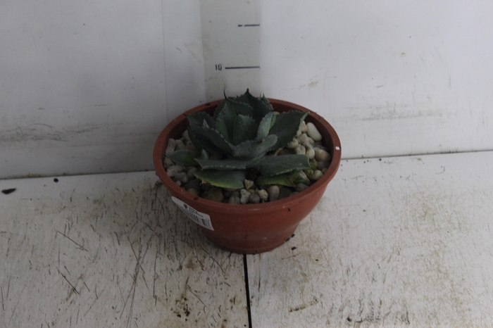 <h4>AGAVE PARRYI C18</h4>