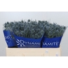 Eryngium Blue Dynamite