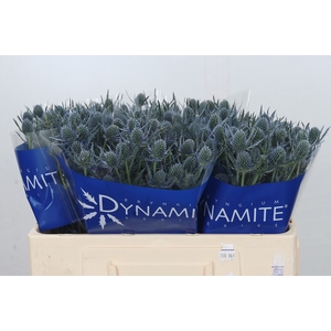 Eryngium Blue Dynamite