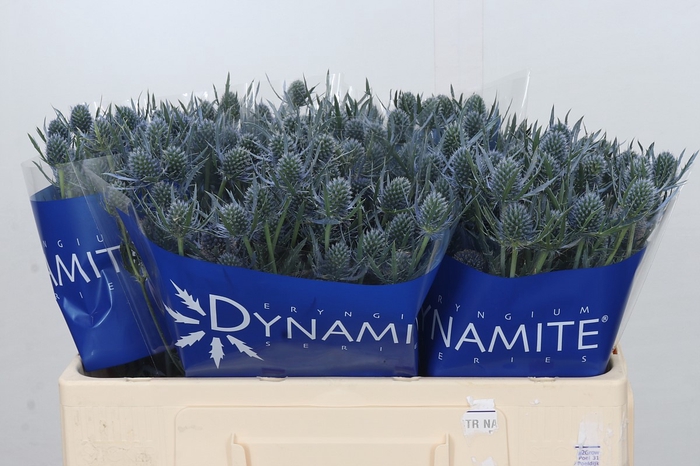 <h4>Eryngium Blue Dynamite</h4>