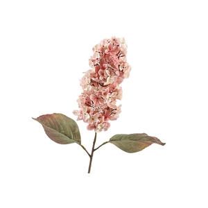 Cone Hydrangea Dried Pink