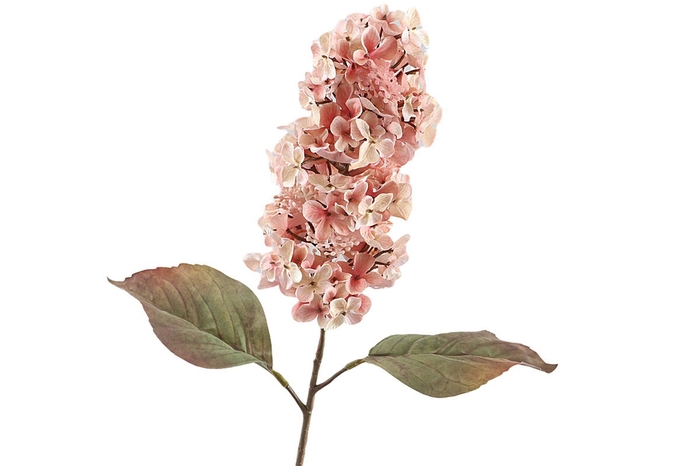 <h4>Cone Hydrangea Dried Pink</h4>