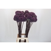 Allium Summer Drummer