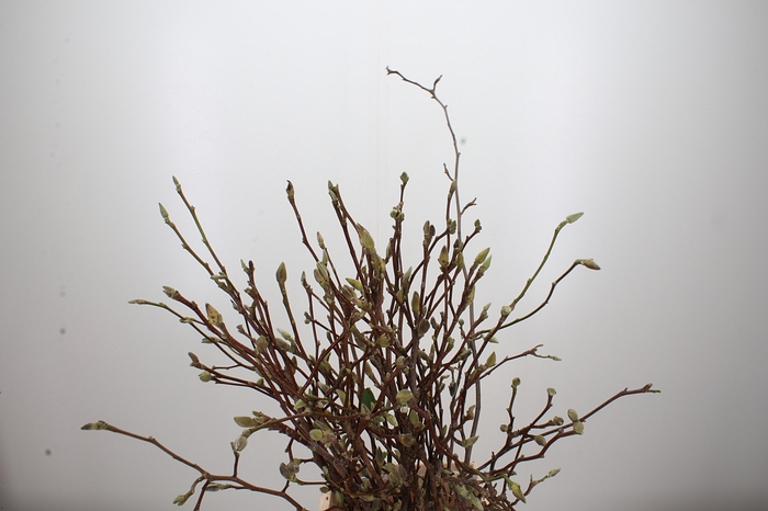 <h4>Magnolia Grandiflora</h4>