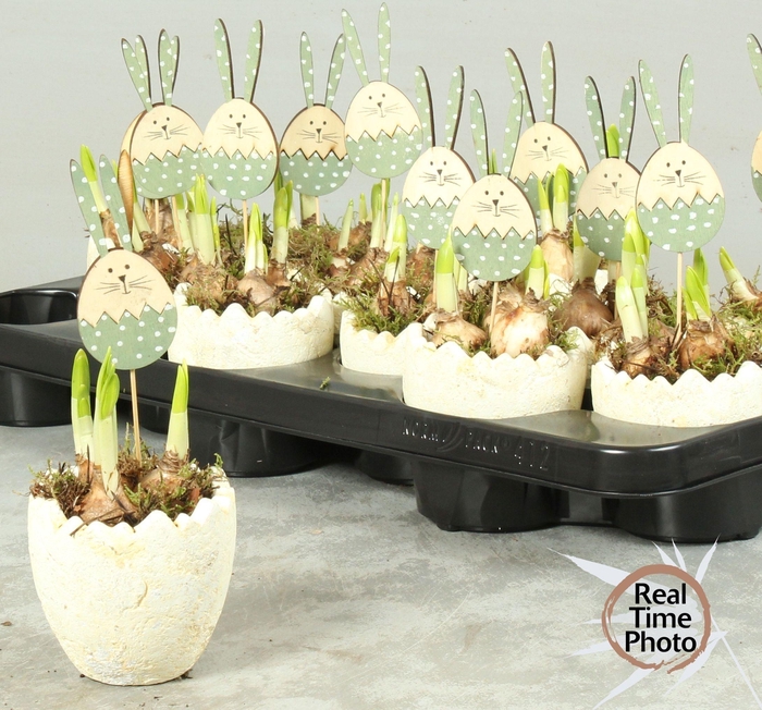 <h4>ARR NARCISSUS</h4>