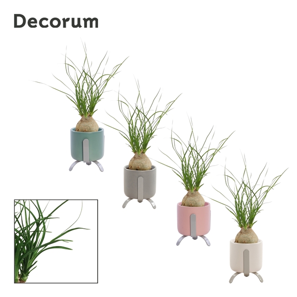 <h4>Beaucarnea Bol Luca Dream Spirit</h4>