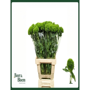 Dianthus barbatus kiwi mellow 70