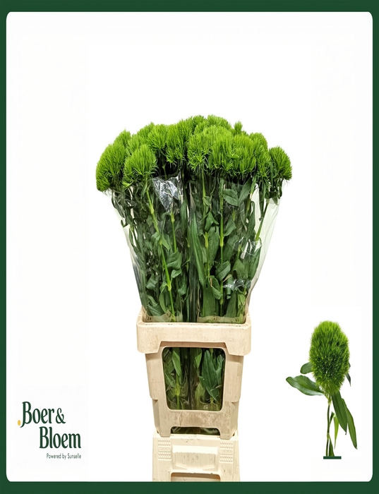 <h4>Dianthus barbatus kiwi mellow 70</h4>