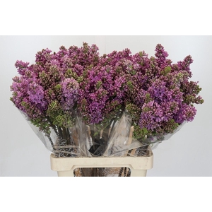 Syringa Vulg Ruhm Von Horstenstein