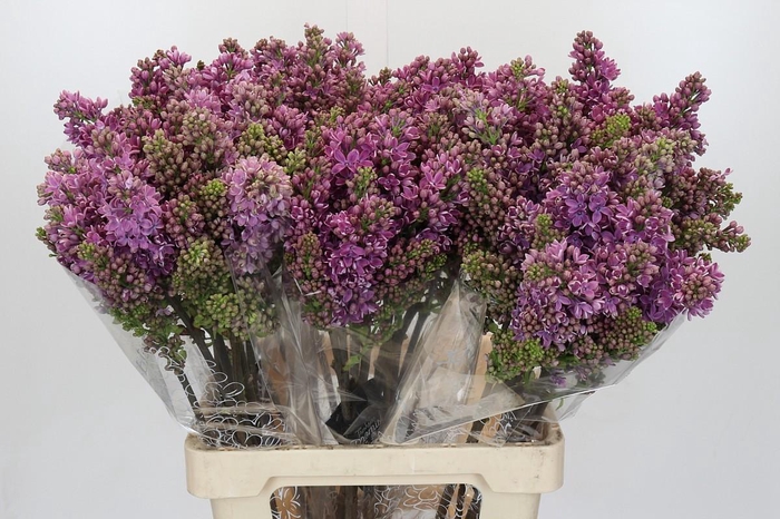 <h4>Syringa Vulg Ruhm Von Horstenstein</h4>