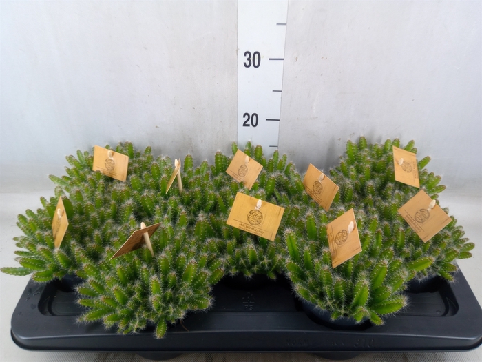 <h4>Hylocereus undatus</h4>