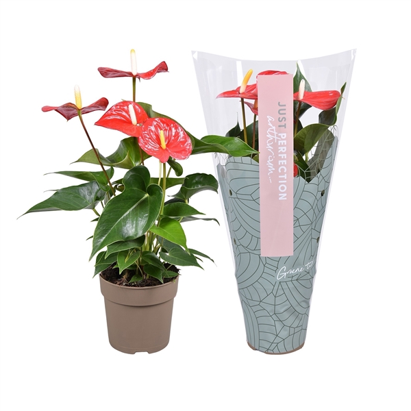 <h4>Anthurium (Andreanum Grp) Everio</h4>