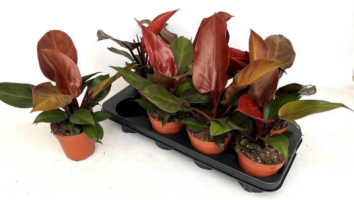 <h4>PHIL OVERIG</h4>