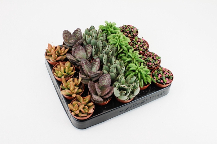 <h4>Tanz Succulenten op Rij</h4>