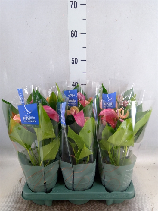 <h4>Anthurium  'Joli Duo'  ..mix in pot</h4>