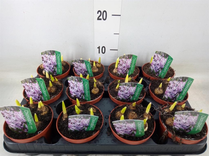 <h4>Chionodoxa   ...</h4>