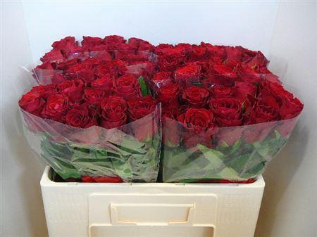 <h4>R Gr Rhodos (big)</h4>