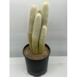 CLEISTOCACT STRAUSII