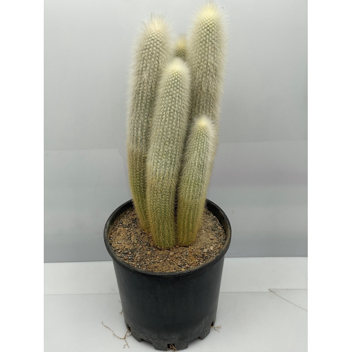 <h4>CLEISTOCACT STRAUSII</h4>