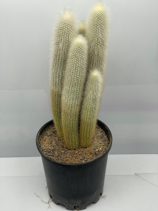 <h4>CLEISTOCACT STRAUSII</h4>