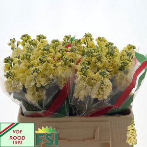 MATTH IRON YELLOW