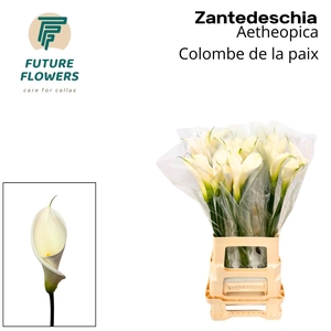 Zant Ae Colombe Paix