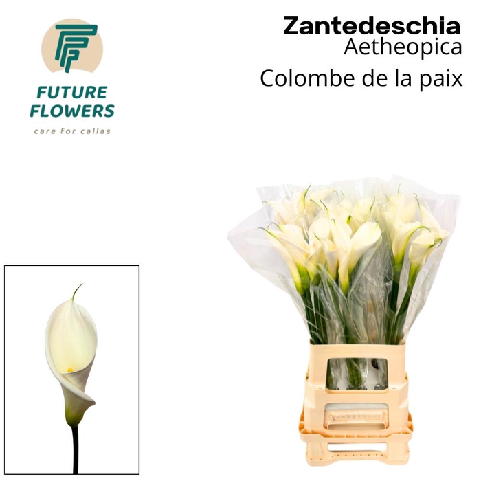 <h4>ZANT AE COLOMBE PAIX</h4>
