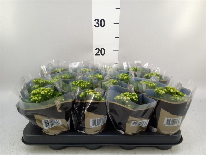 <h4>Kalanchoe blos. 'RosDon Nando'</h4>