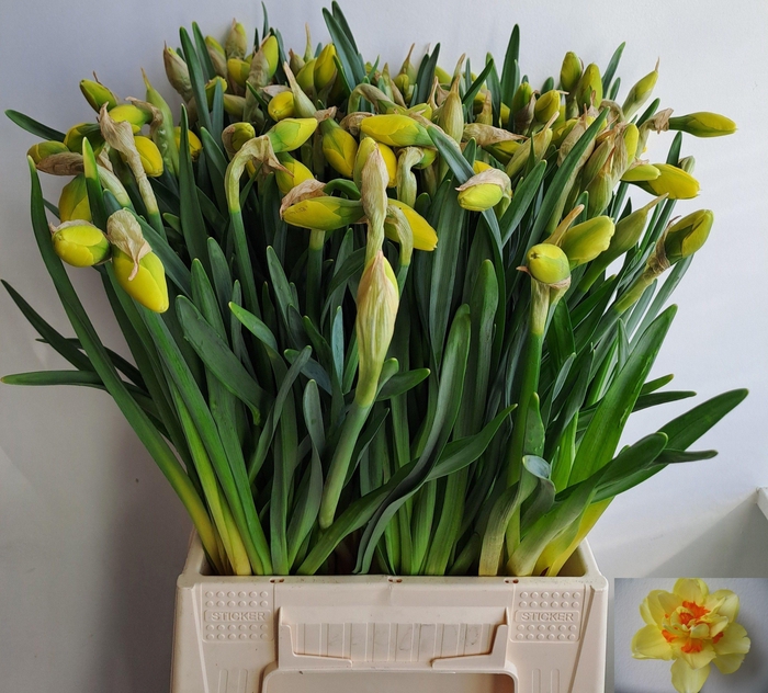 <h4>NARC DU TAHITI</h4>