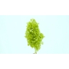 Dried Bleached Hydrangea Tower Light Green XXL