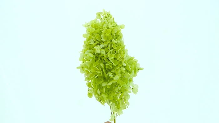 Dried Bleached Hydrangea Tower Light Green XXL