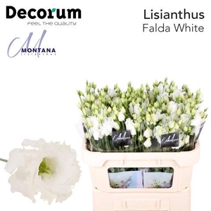 Eust Falda White 60 cm Montana